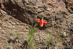Gladiolus saundersii