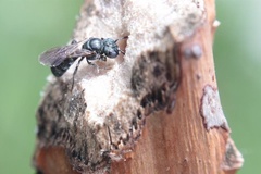 Ceratina cyanea