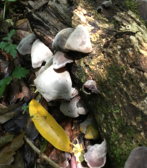 Auricularia nigricans