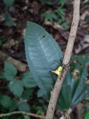 Micrathena crassispina