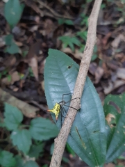 Micrathena crassispina