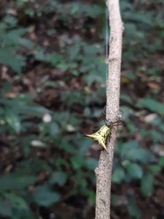Micrathena crassispina