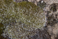 Grimmia fuscolutea
