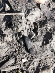 Lacon punctatus