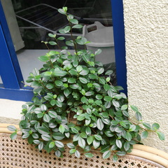 Peperomia glabella