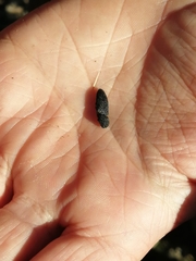 Lacon punctatus
