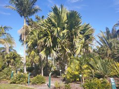 Corypha umbraculifera