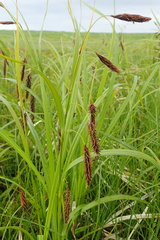 Carex cryptocarpa