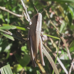 Amblytropidia robusta