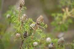 Petrophile canescens