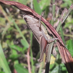 Amblytropidia robusta