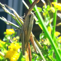 Amblytropidia robusta