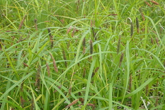 Carex cryptocarpa
