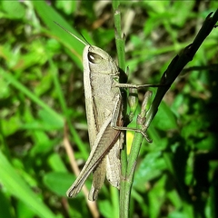 Amblytropidia robusta