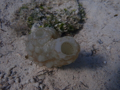 Phallusia mammillata