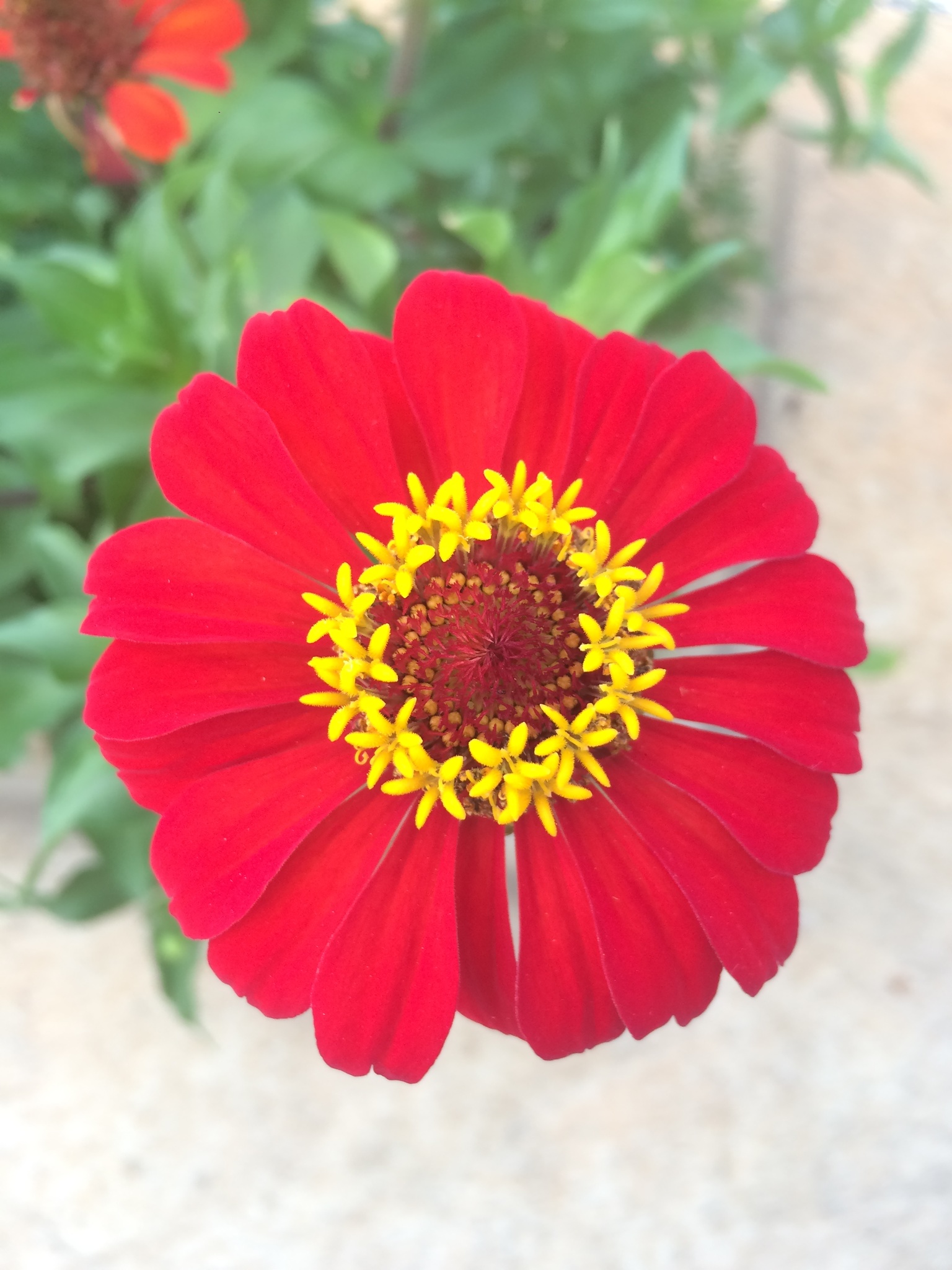 Zinnia elegans