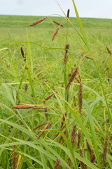 Carex cryptocarpa