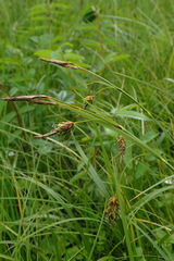 Carex middendorffii