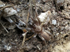 Ischnocolus valentinus