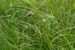 Carex middendorffii
