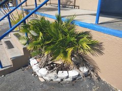 Chamaedorea cataractarum