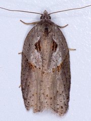 Acleris maculidorsana