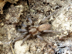 Ischnocolus valentinus