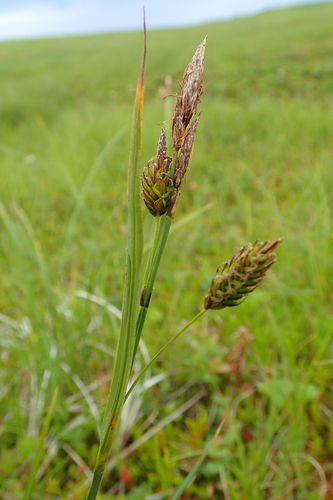 Carex middendorffii iNat (1)