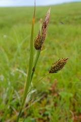 Carex middendorffii