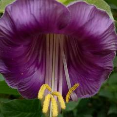 Cobaea scandens