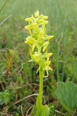 Platanthera tipuloides