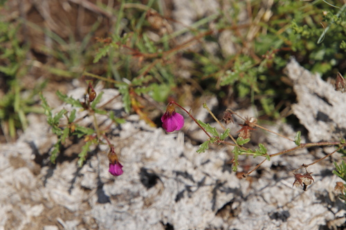 Image of Hermannia coccocarpa by (c) Tony Rebelo, some rights reserved (CC BY-SA)