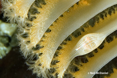 Ptilosarcoma athyrmata