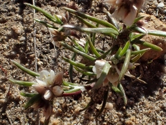 Laxmannia orientalis