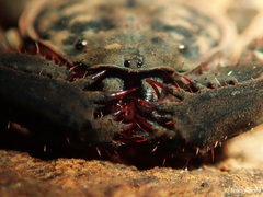 Charinus neocaledonicus