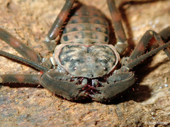 Charinus neocaledonicus