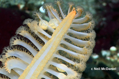 Ptilosarcoma athyrmata