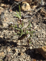 Laxmannia orientalis