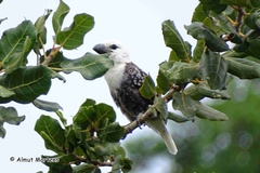 Lybius leucocephalus