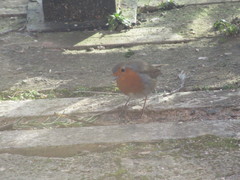 Erithacus rubecula