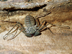 Charinus neocaledonicus