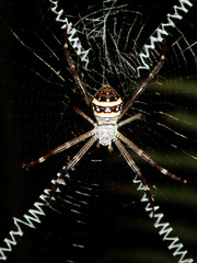 Argiope caledonia