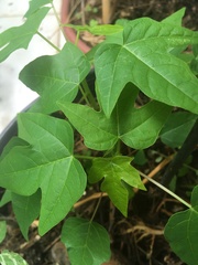 Magnoliopsida