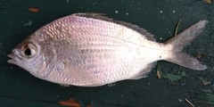 Eucinostomus gula