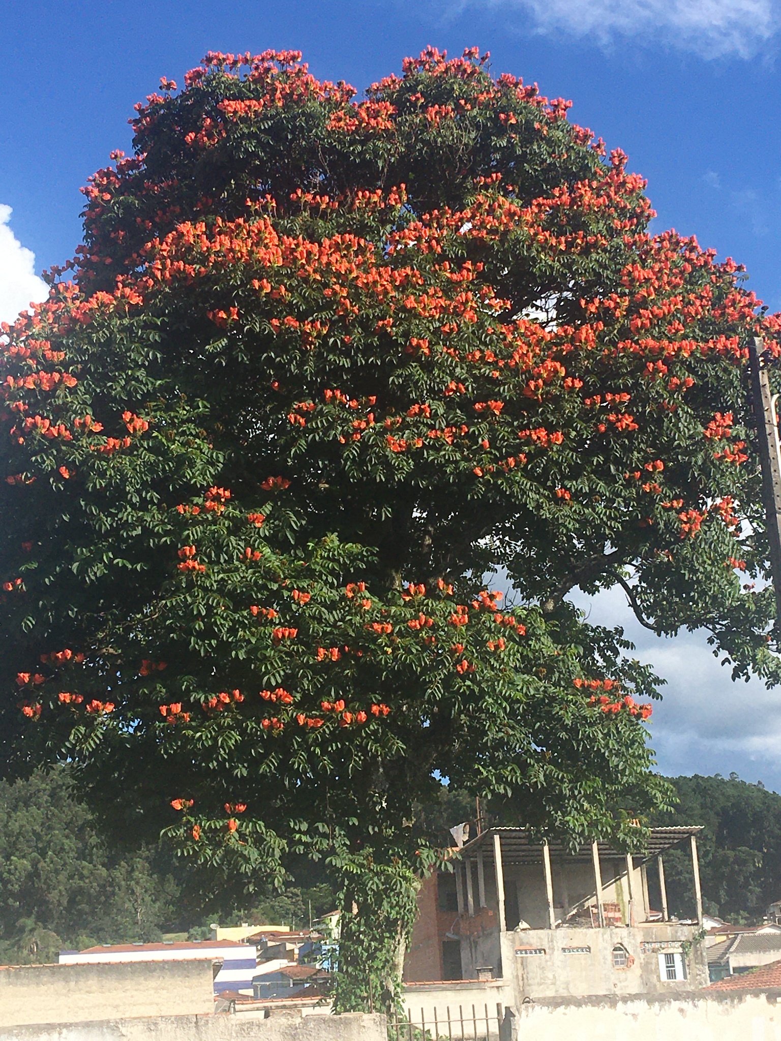 Spathodea campanulata