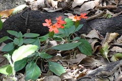 Crossandra massaica