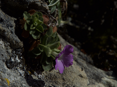Primula allionii