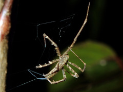 Menneus neocaledonicus