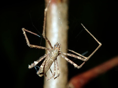 Menneus neocaledonicus