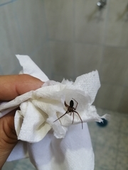 Loxosceles colima